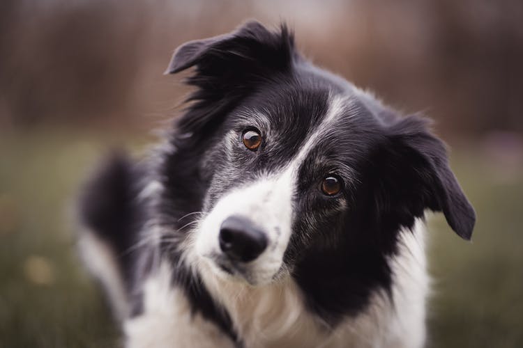 il border collie è una delle razze di cani da pastore più apprezzate