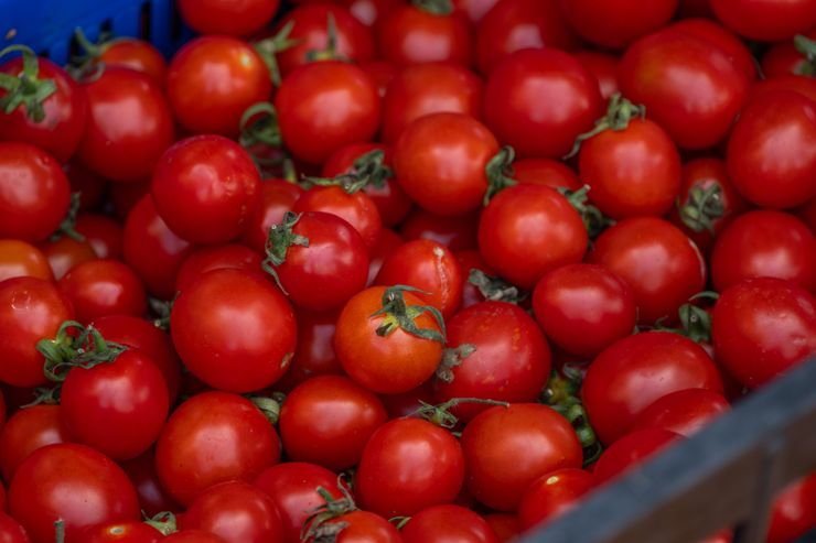Salmonella nei pomodori freschi: la Puglia li sospende nelle mense, focolai in quattro regioni